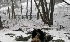 VIDEO | Nepredané vianočné stromčeky potešili medveďov z košickej zoo
