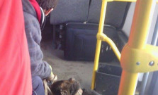 Pes v autobuse